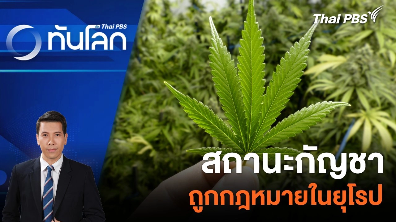 สถานะกัญชา ถูกกฎหมายในยุโรป | 2 เม.ย. 67