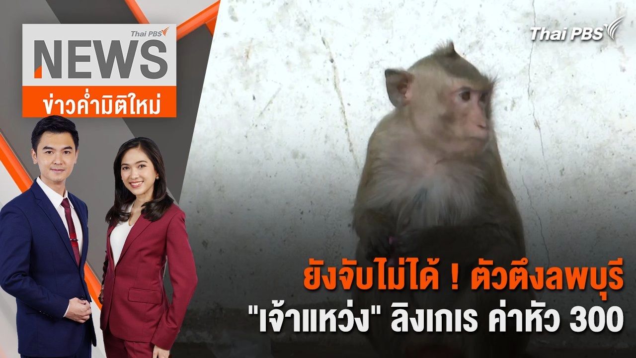 ยังจับไม่ได้ ! ตัวตึงลพบุรี "เจ้าแหว่ง" ลิงเกเร ค่าหัว 300 | 1 เม.ย. 67