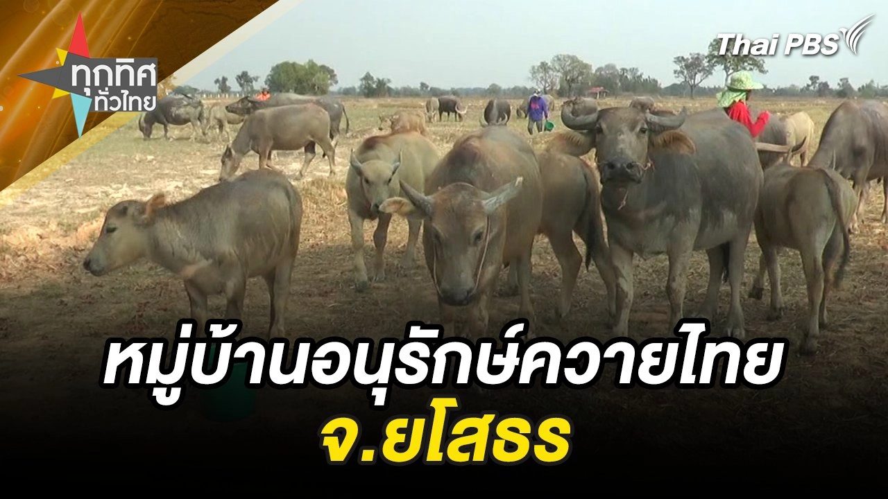 หมู่บ้านอนุรักษ์ควายไทย จ.ยโสธร