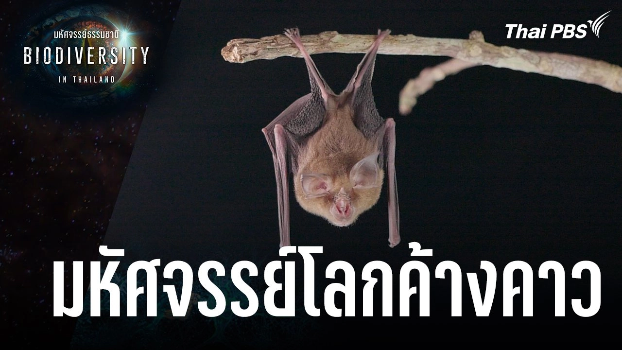 มหัศจรรย์โลกค้างคาว