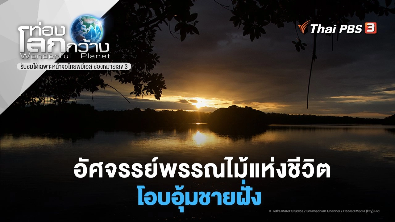 อัศจรรย์พรรณไม้แห่งชีวิต ตอน โอบอุ้มชายฝั่ง