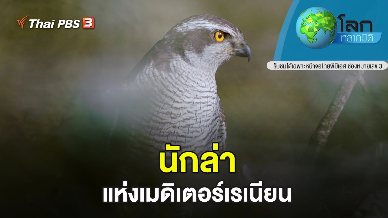 นักล่าแห่งเมดิเตอร์เรเนียน