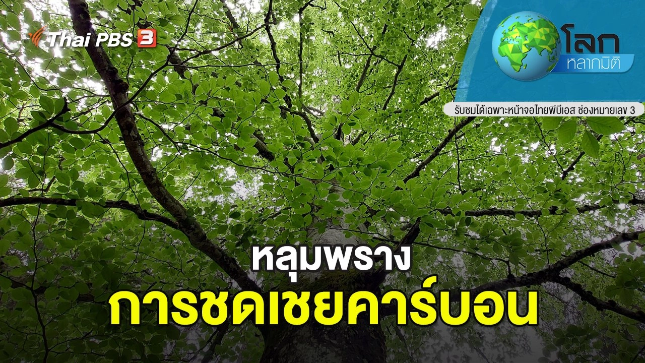 หลุมพรางการชดเชยคาร์บอน