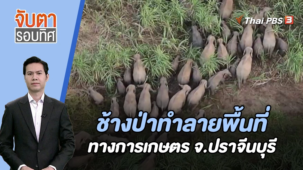 ช้างป่าทำลายพื้นที่ทางการเกษตร จ.ปราจีนบุรี | จับตารอบทิศ | 12 ธ.ค. 66