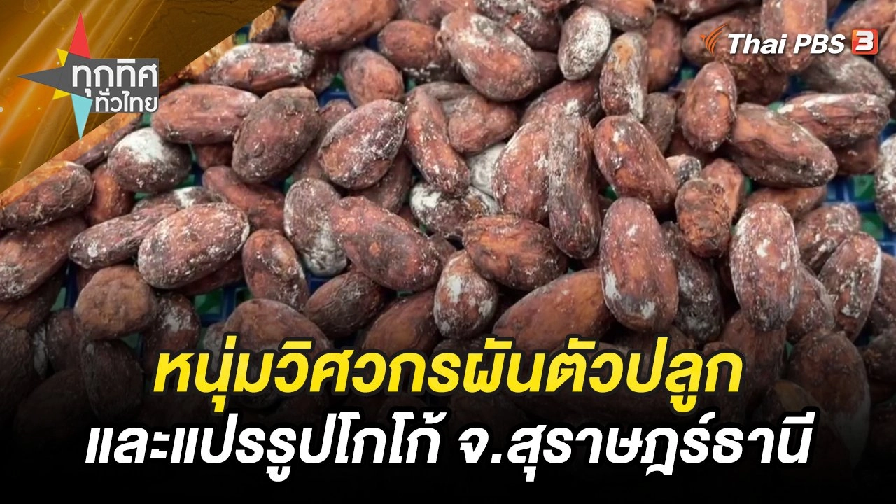 หนุ่มวิศวกรผันตัวปลูกและแปรรูปโกโก้ จ.สุราษฎร์ธานี