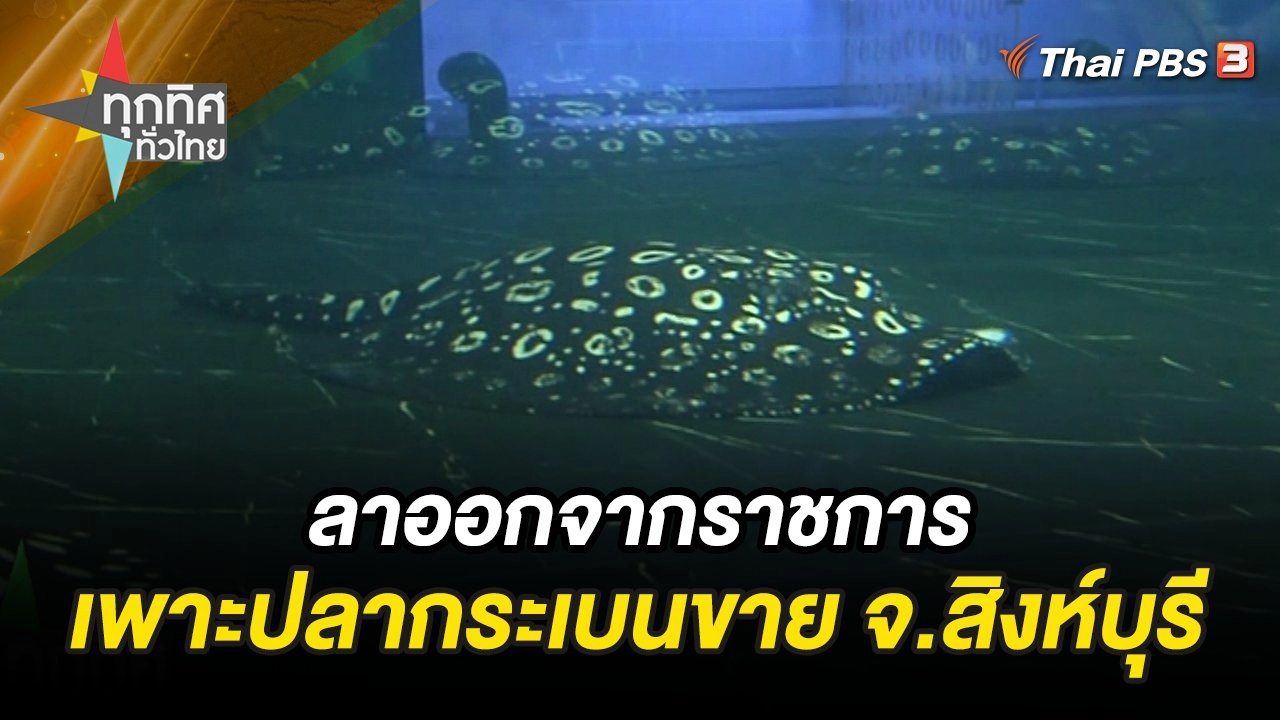 ลาออกจากราชการเพื่อเพาะพันธุ์ปลากระเบนขาย จ.สิงห์บุรี