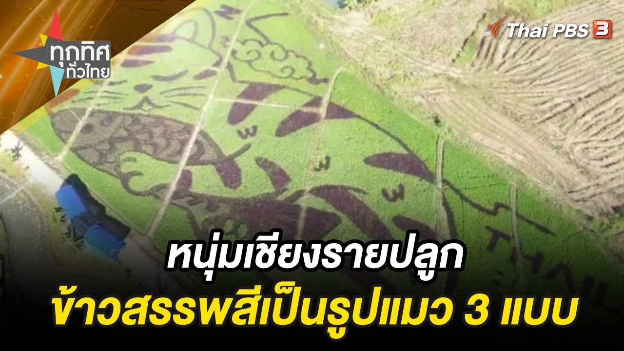 หนุ่มเชียงรายปลูกข้าวสรรพสีเป็นรูปแมว 3 แบบ