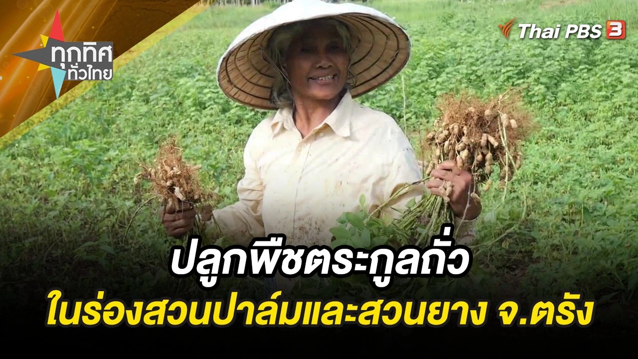 ปลูกพืชตระกูลถั่วในร่องสวนปาล์มและสวนยาง จ.ตรัง