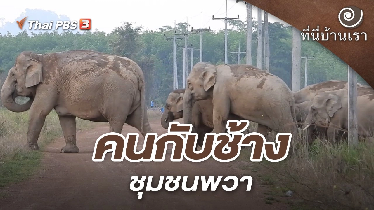 คนกับช้าง ชุมชนพวา