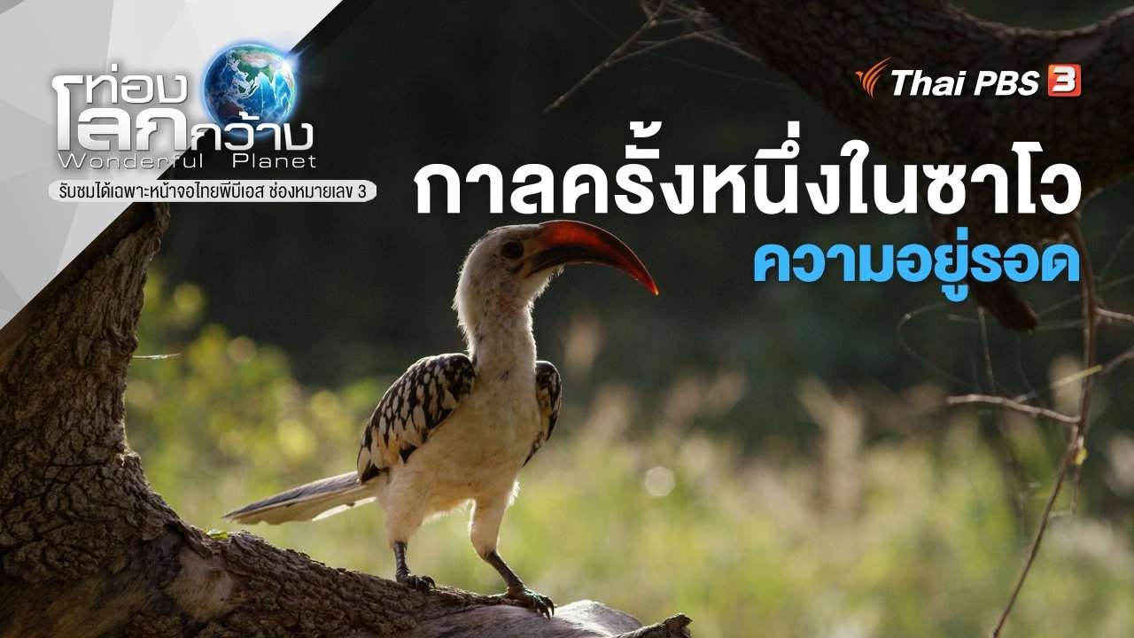 กาลครั้งหนึ่งในซาโว ตอน ความอยู่รอด