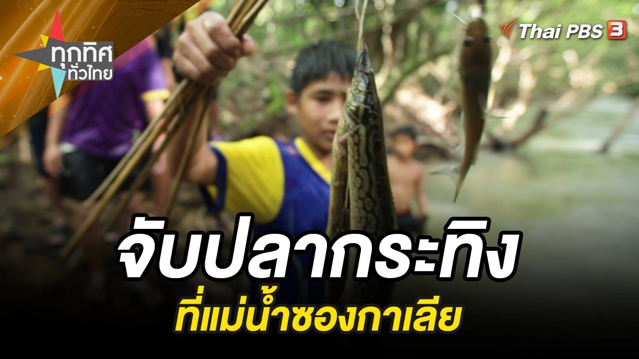 จับปลากระทิงที่แม่น้ำซองกาเลีย