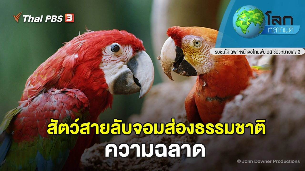 สัตว์สายลับจอมส่องธรรมชาติ ตอน ความฉลาด