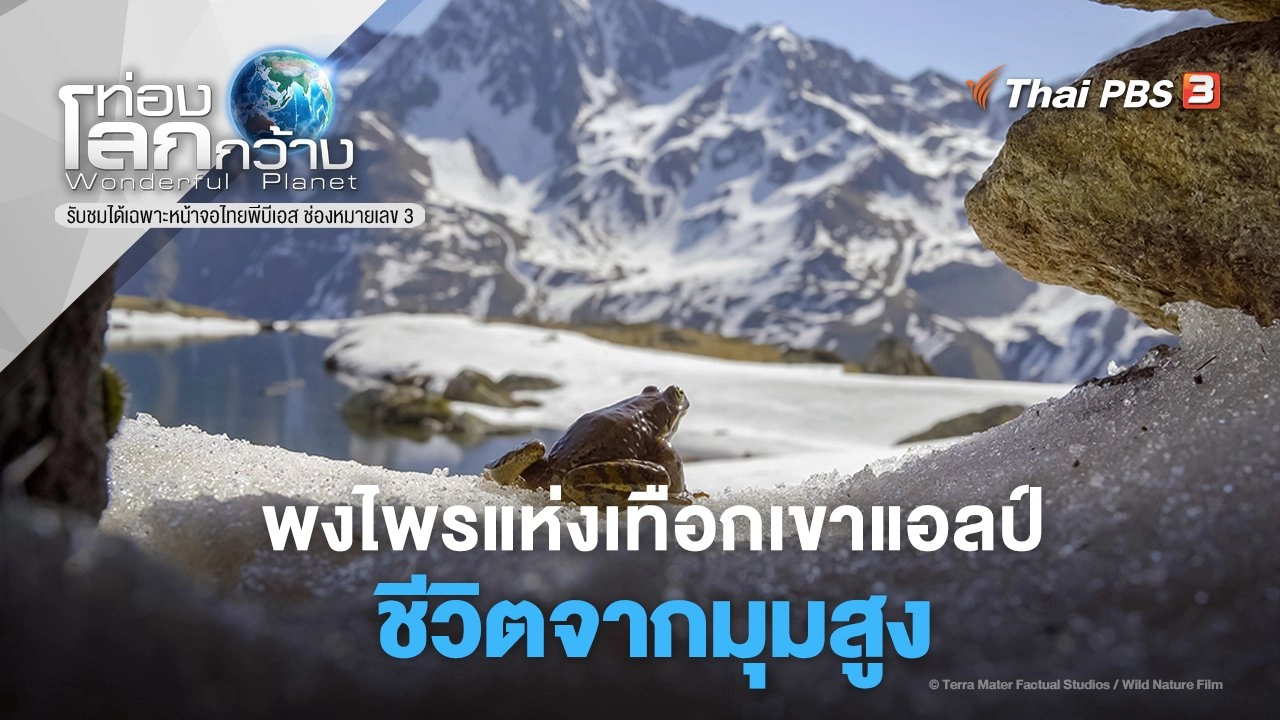 พงไพรแห่งเทือกเขาแอลป์ ตอน ชีวิตจากมุมสูง