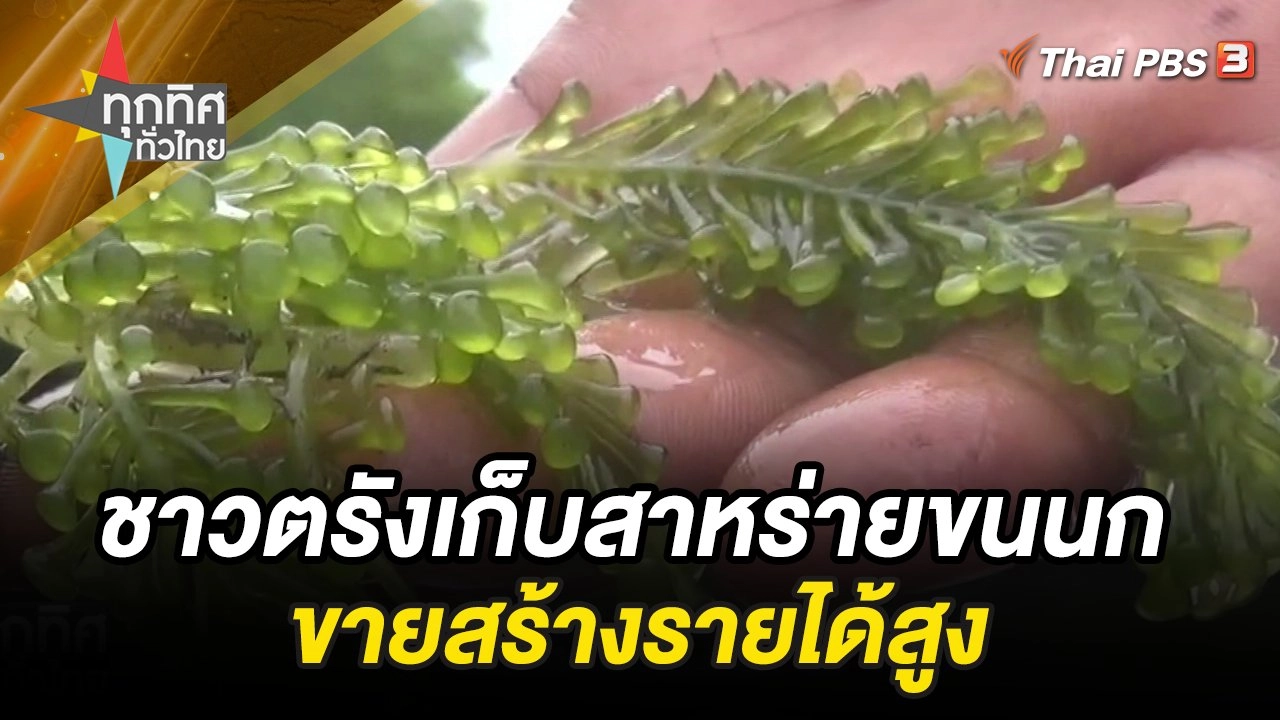 เก็บสาหร่ายขนนกขายสร้างรายได้สูง จ.ตรัง