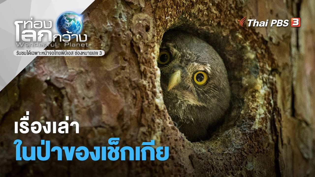 เรื่องเล่าในป่าของเช็กเกีย