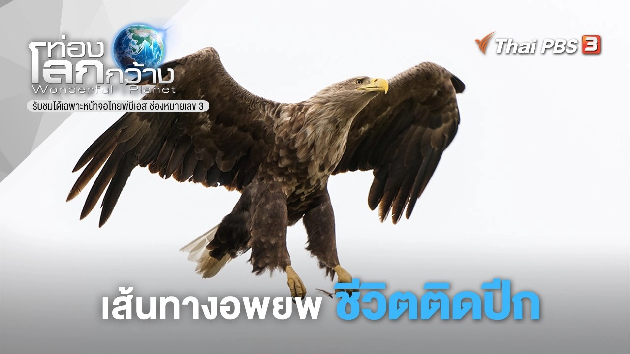 เส้นทางอพยพ…ชีวิตติดปีก