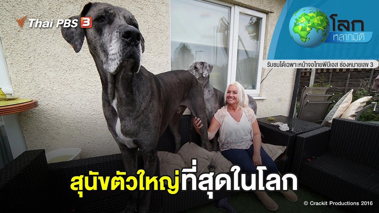 สุนัขตัวใหญ่ที่สุดในโลก
