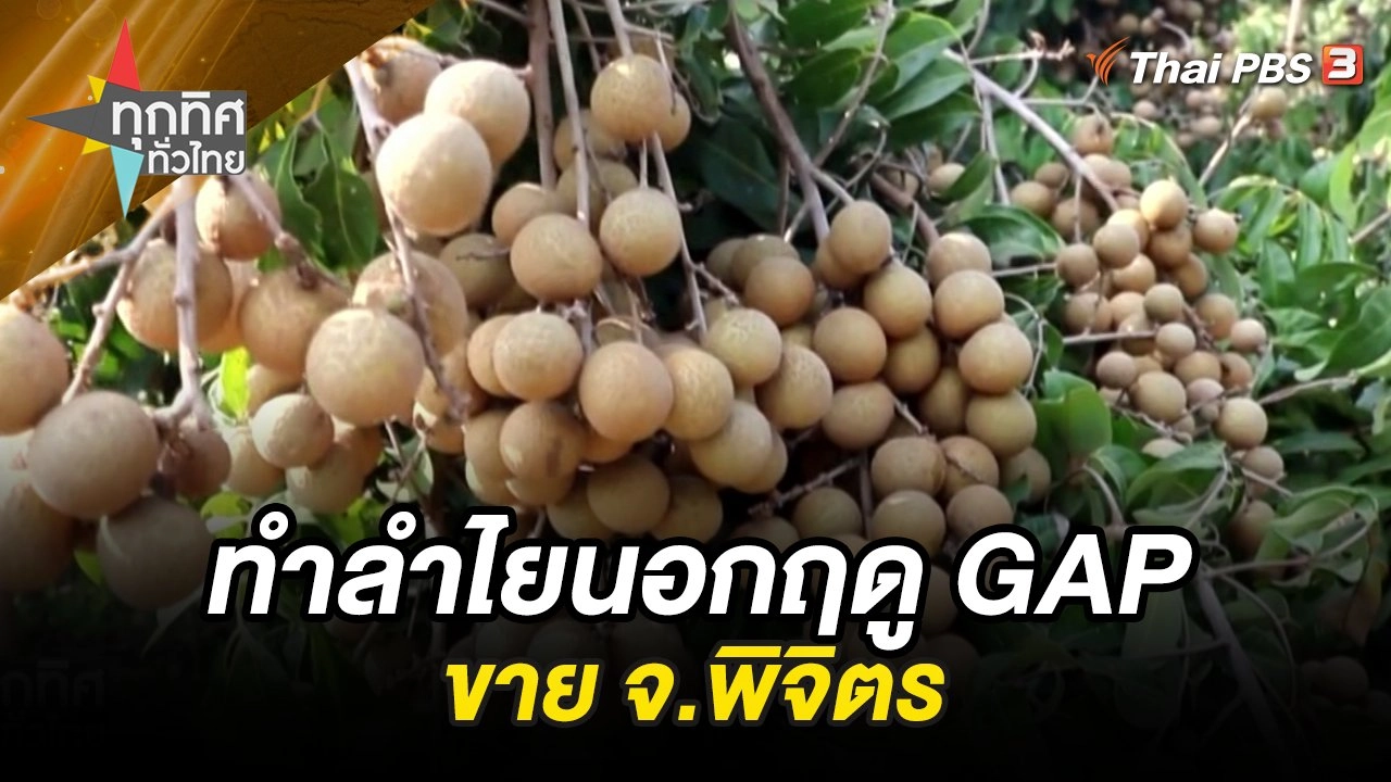 ทำลำไยนอกฤดู GAP ขาย จ.พิจิตร