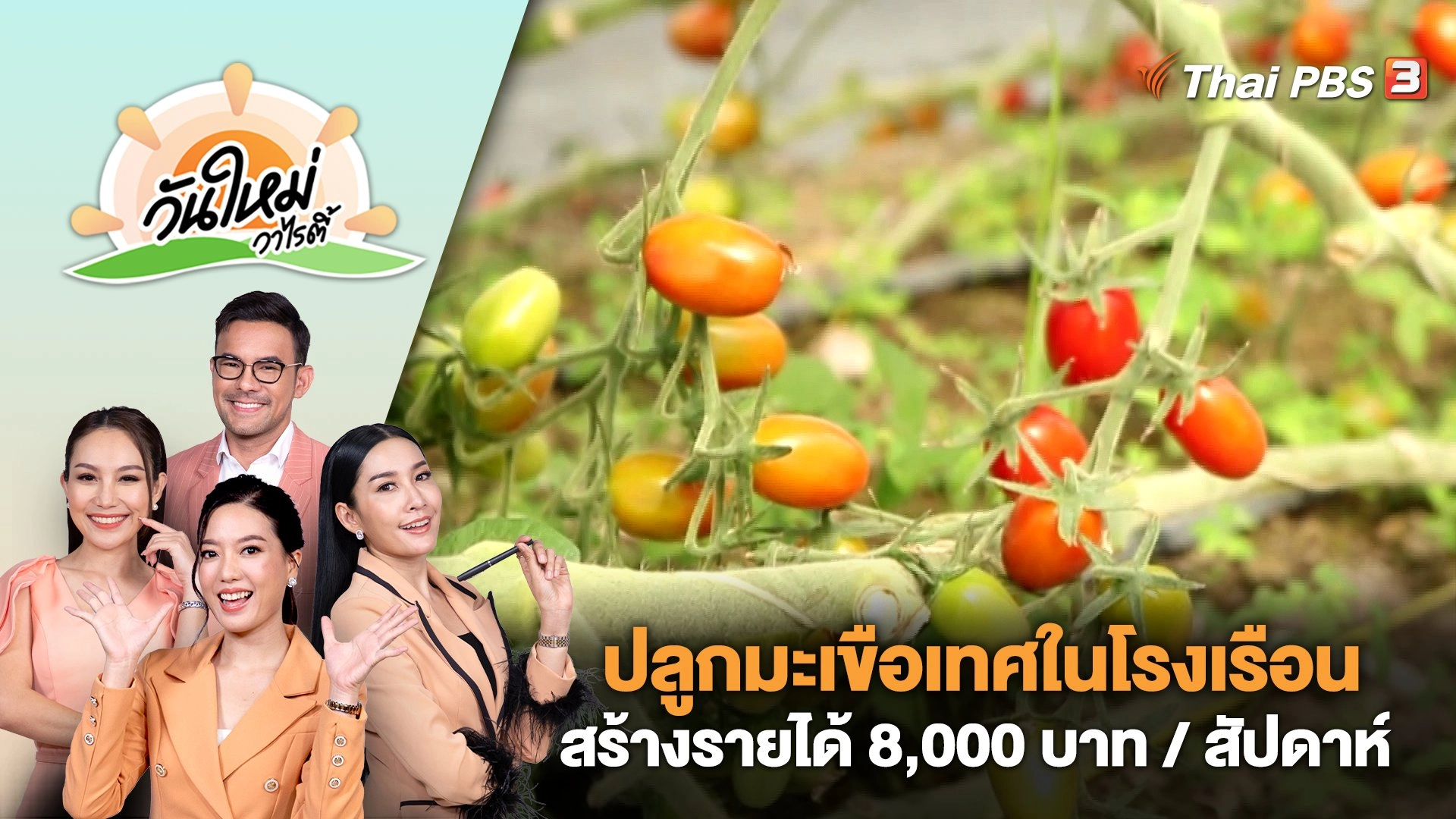 เกษตรกรปลูกมะเขือเทศในโรงเรือนสร้างรายได้ 8,000 บาทต่อสัปดาห์ | วันใหม่วาไรตี้ | 17 ม.ค. 67