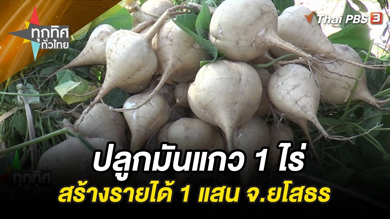 ปลูกมันแกว 1 ไร่สร้างรายได้ 1 แสน จ.ยโสธร