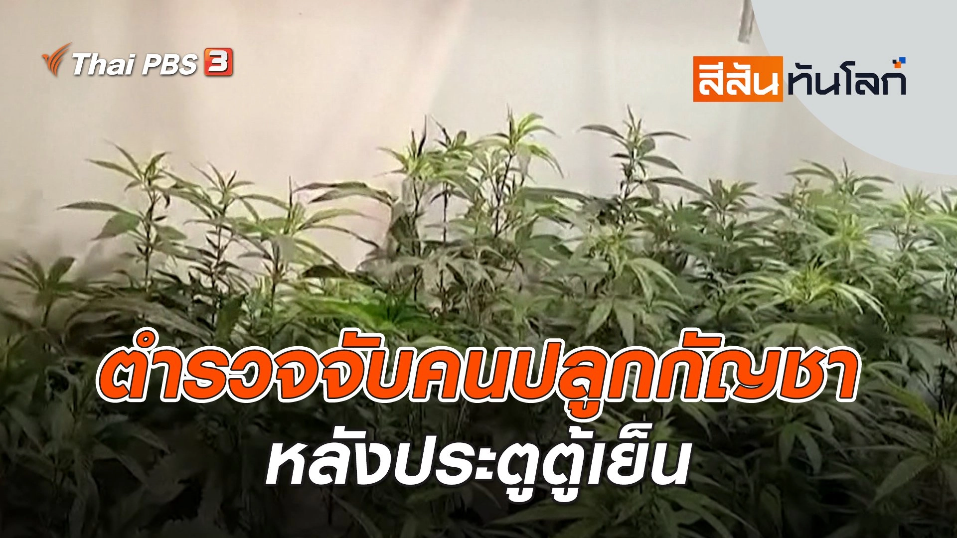 ตำรวจจับคนปลูกกัญชาหลังประตูตู้เย็น | สีสันทันโลก | 20 ม.ค. 67