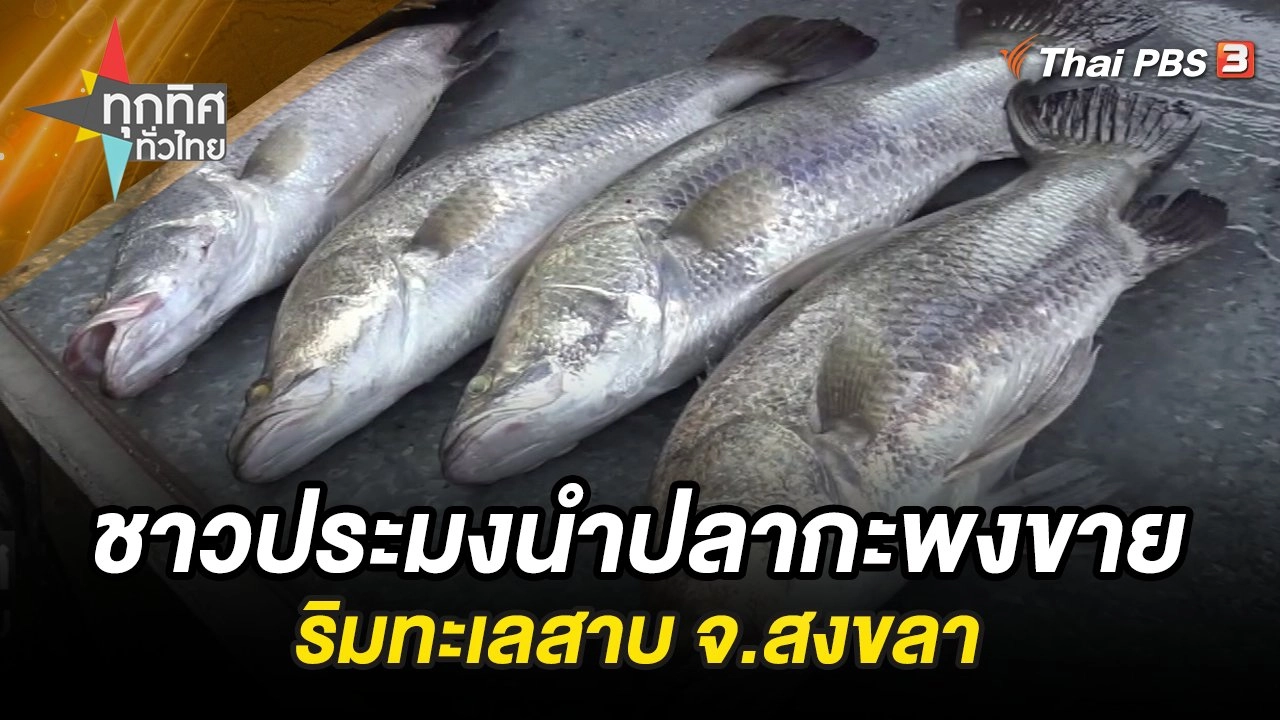 ชาวประมงนำปลากะพงขายริมทะเลสาบ จ.สงขลา