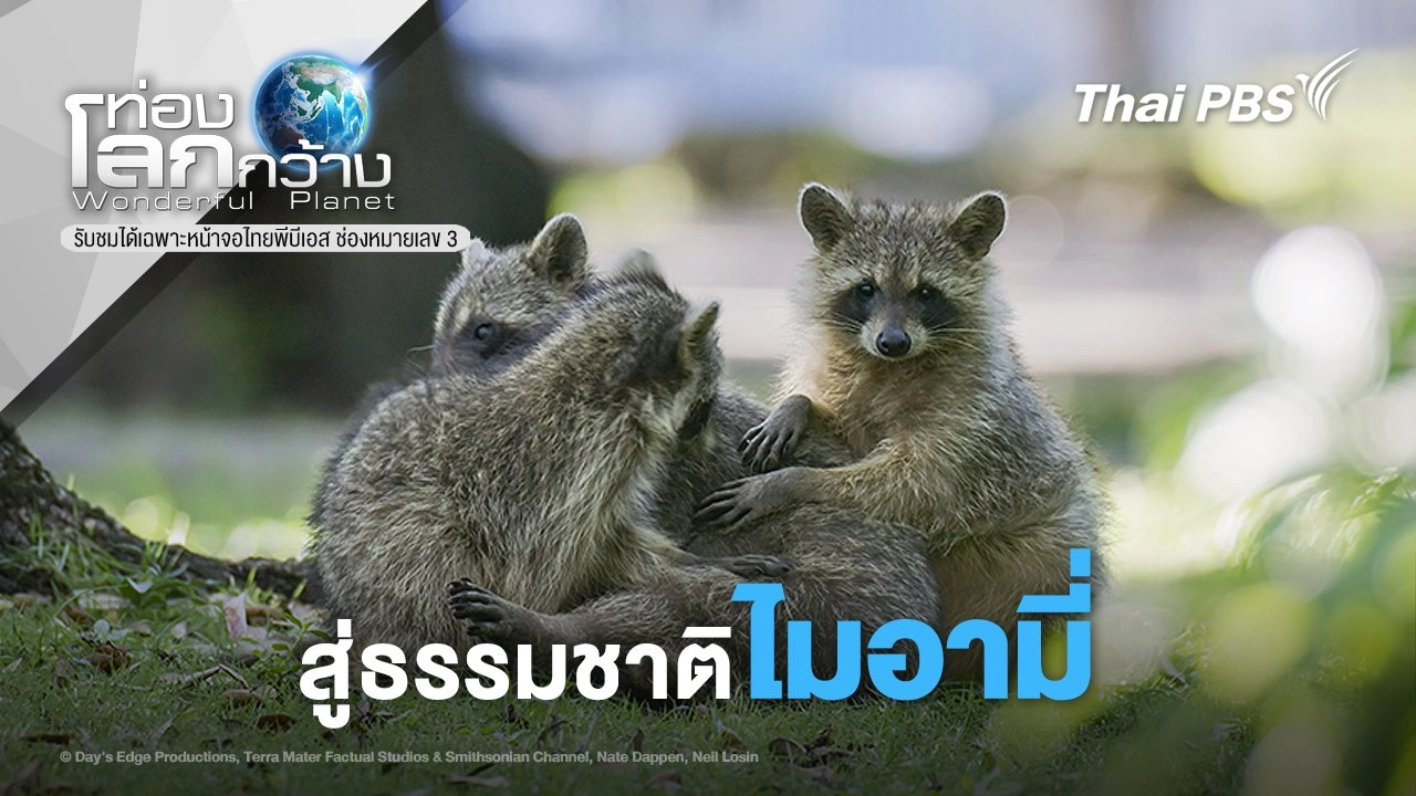 สู่ธรรมชาติไมอามี่