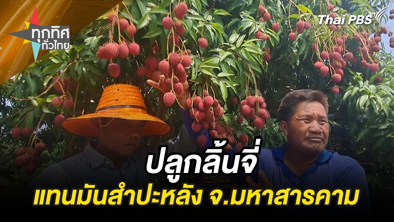 ปลูกลิ้นจี่แทนมันสำปะหลัง จ.มหาสารคาม