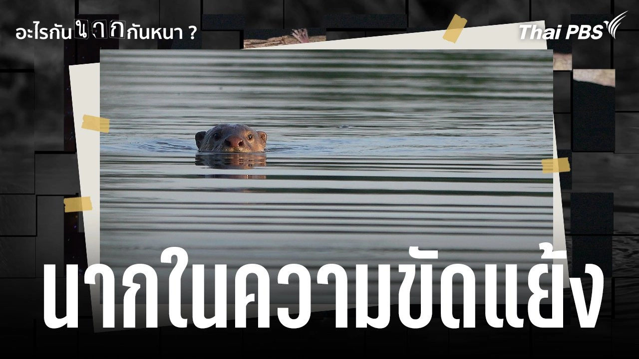 นากในความขัดแย้ง