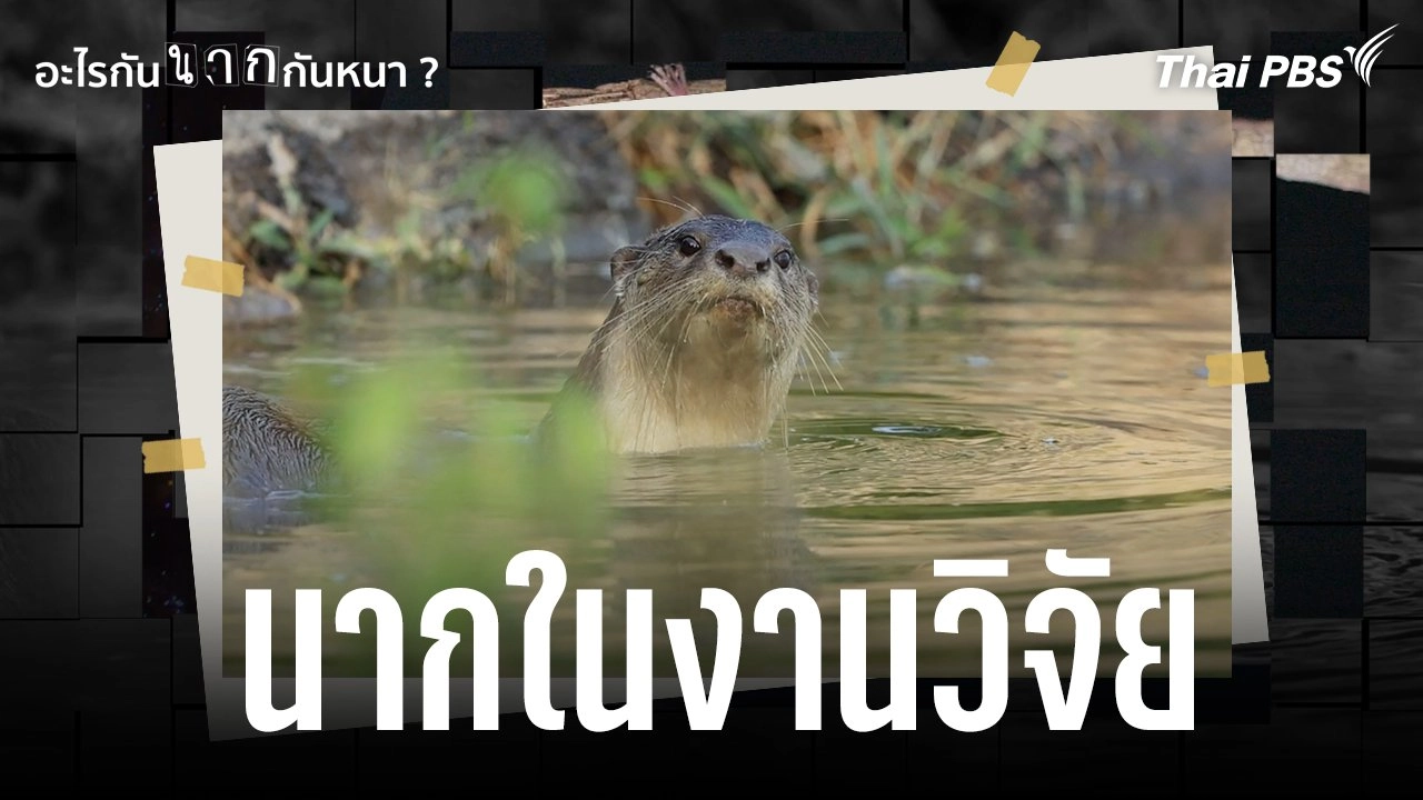 นากในงานวิจัย