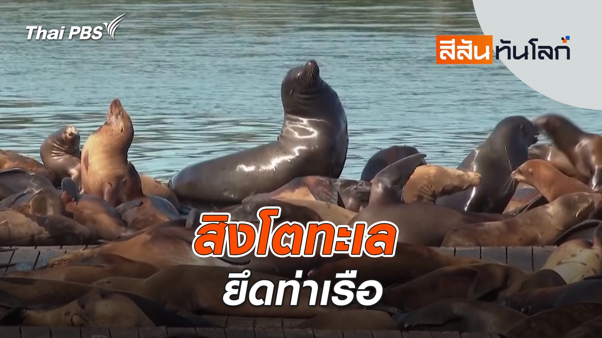 สิงโตทะเลยึดท่าเรือ | สีสันทันโลก | 11 พ.ค. 67