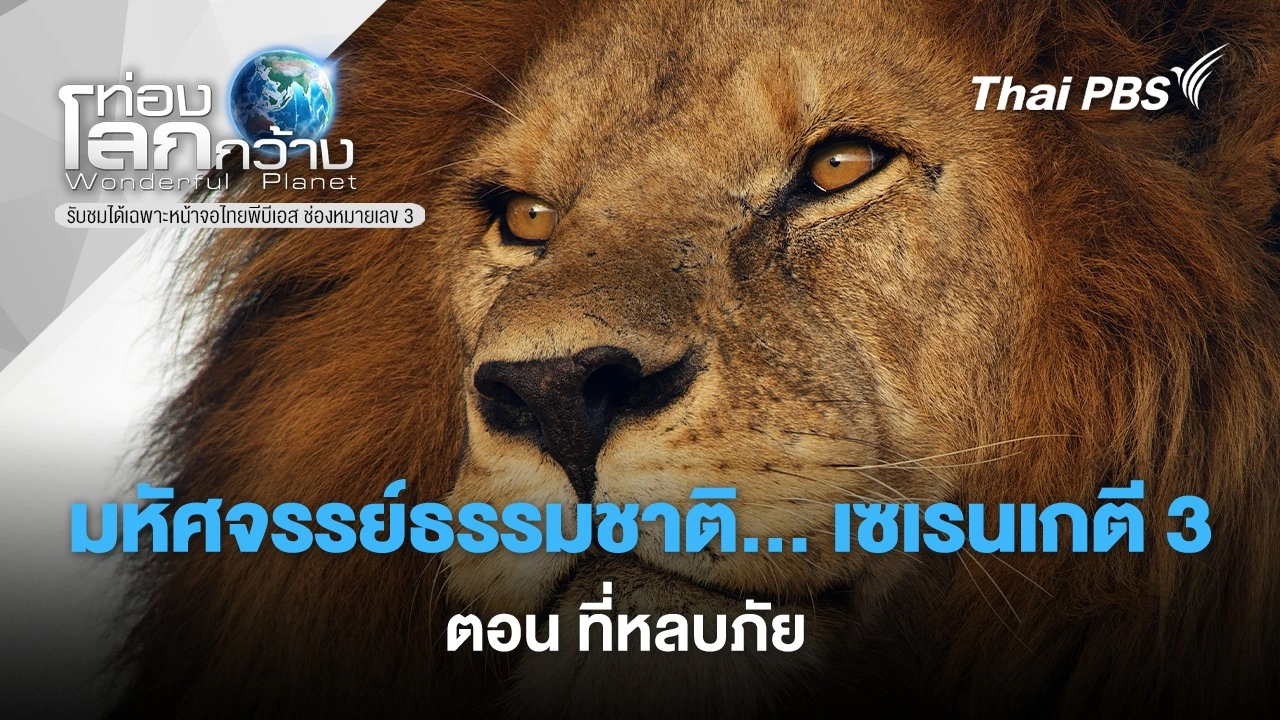 มหัศจรรย์ธรรมชาติ... เซเรนเกตี 3 ตอน ที่หลบภัย