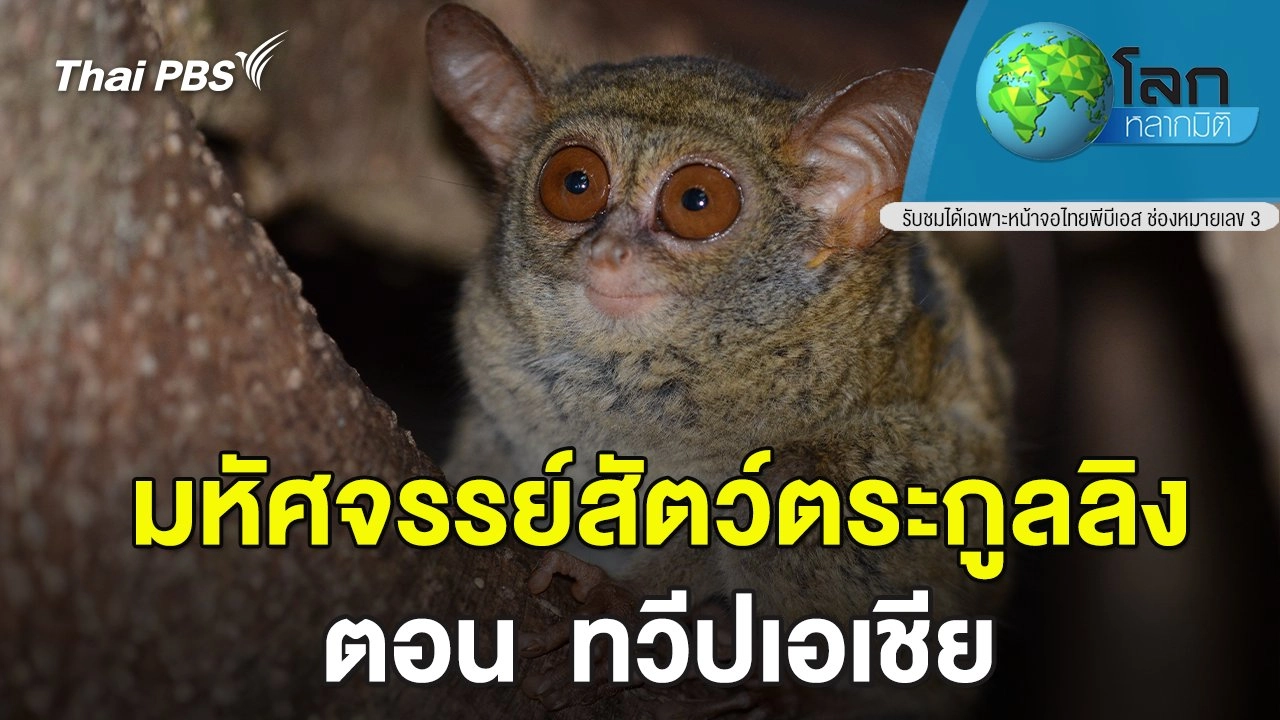 มหัศจรรย์สัตว์ตระกูลลิง   ตอน  ทวีปเอเชีย