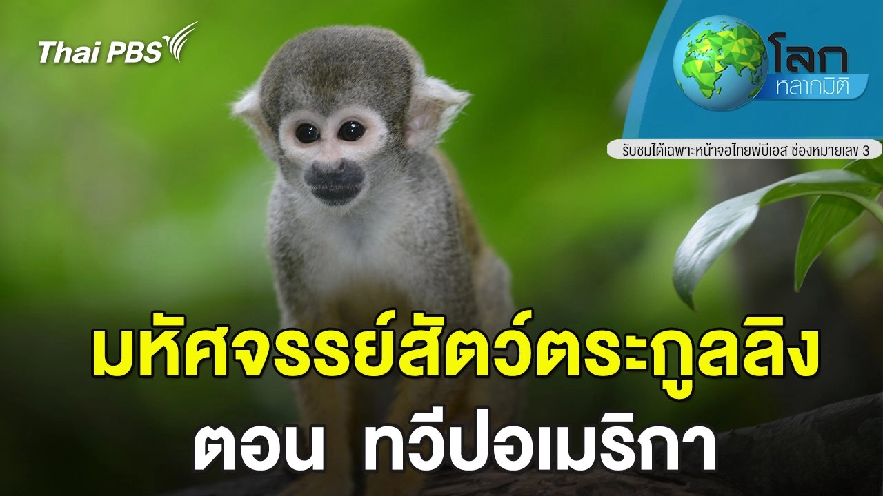 มหัศจรรย์สัตว์ตระกูลลิง   ตอน ทวีปอเมริกา