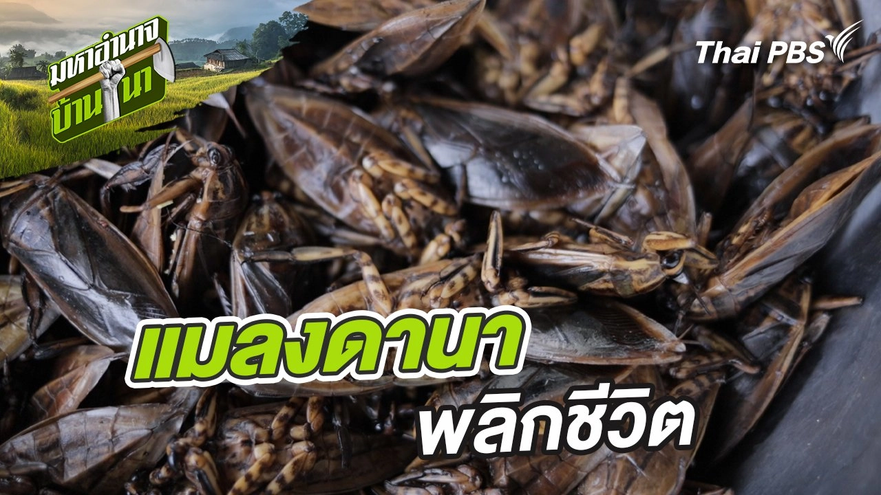 แมลงดานา พลิกชีวิต