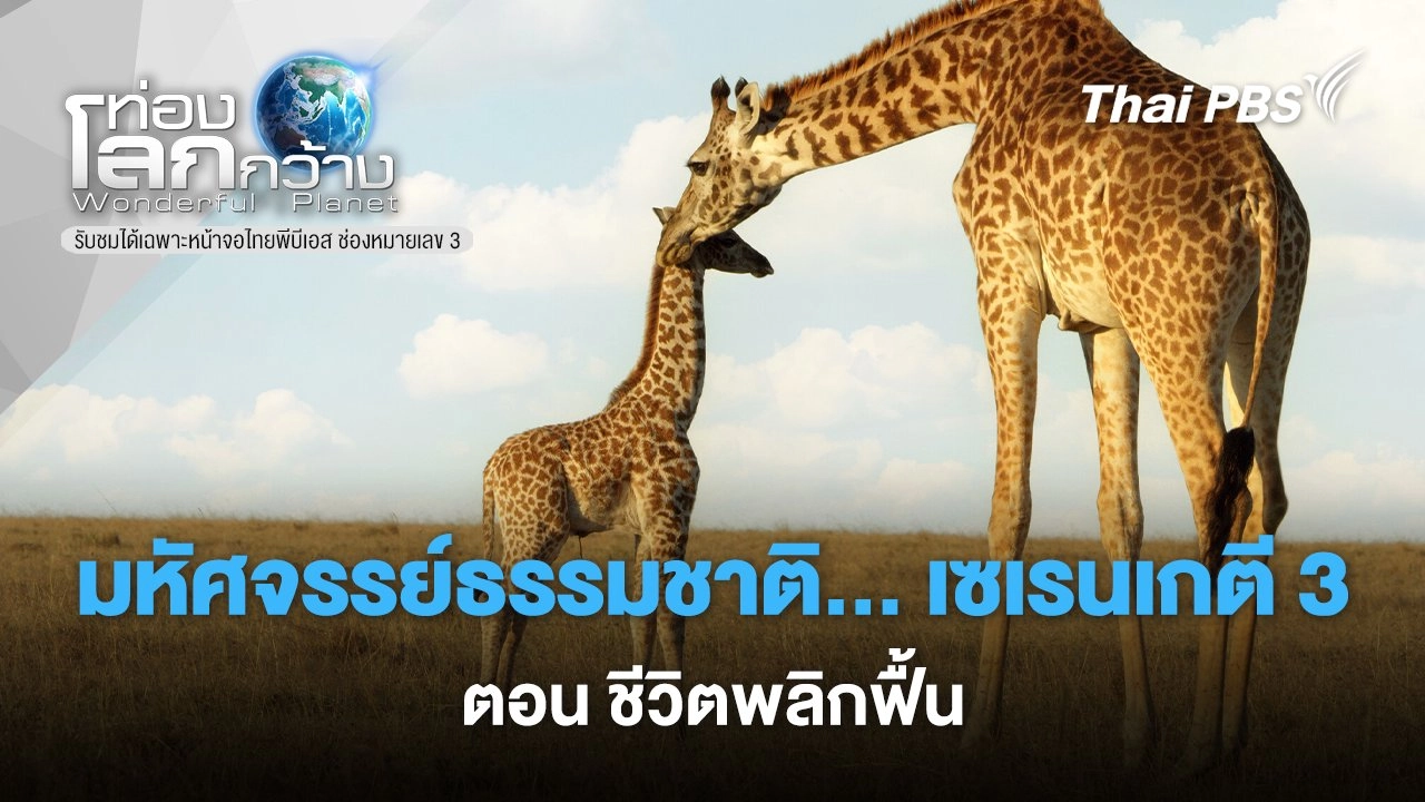 มหัศจรรย์ธรรมชาติ... เซเรนเกตี 3 ตอน ชีวิตพลิกฟื้น