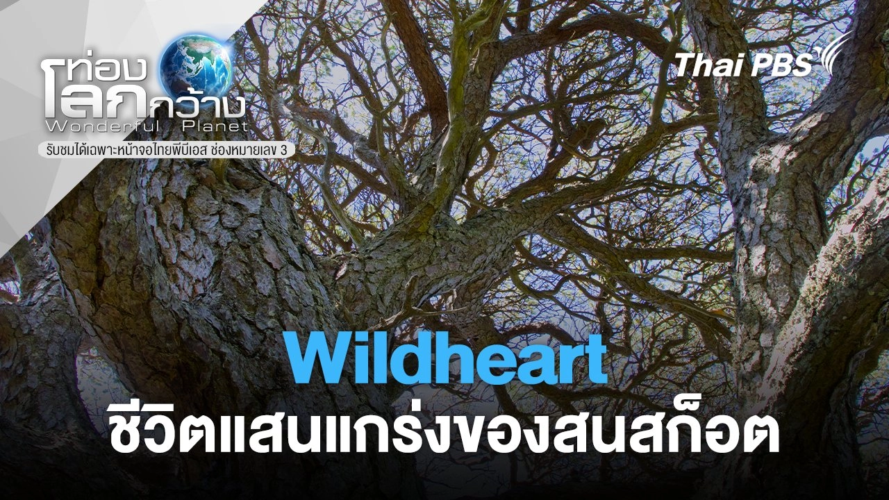 ชีวิตแสนแกร่งของสนสก็อต