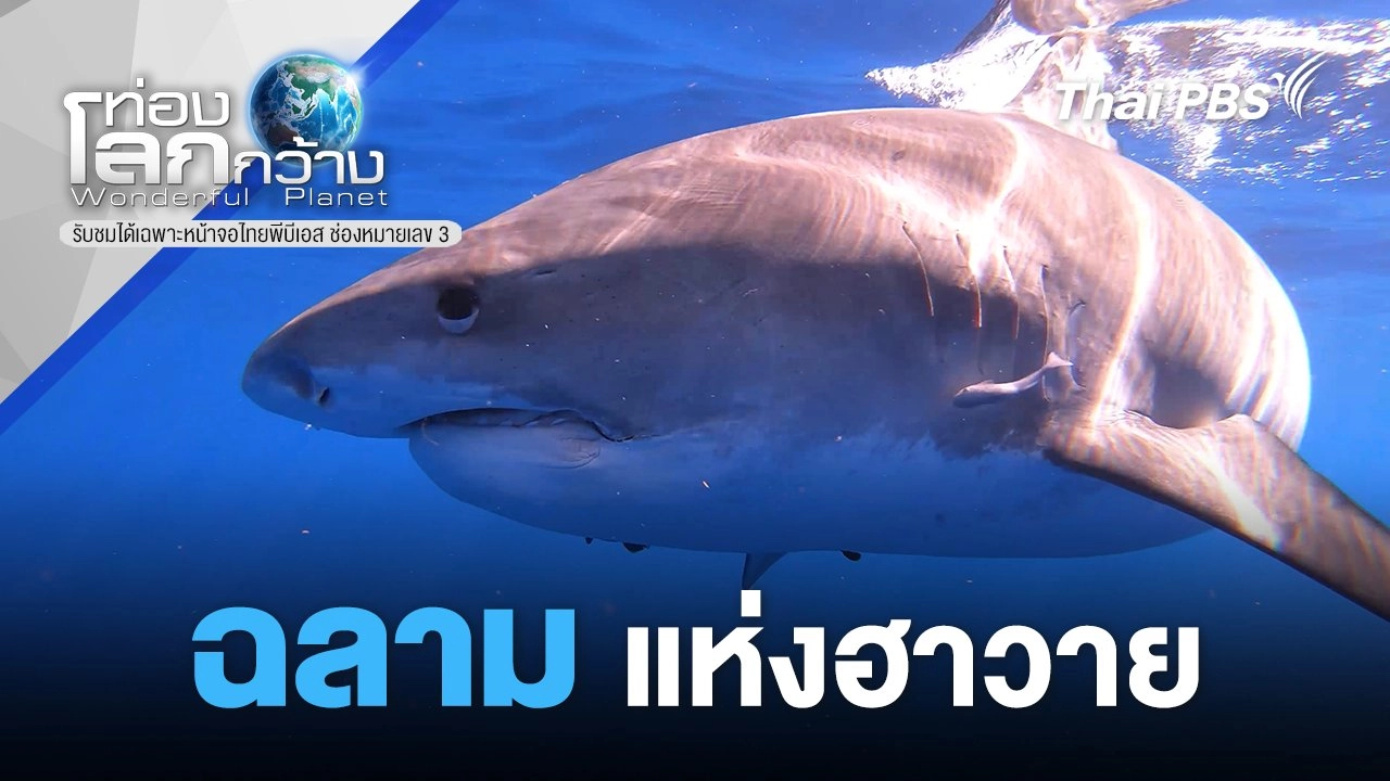 ฉลามแห่งฮาวาย