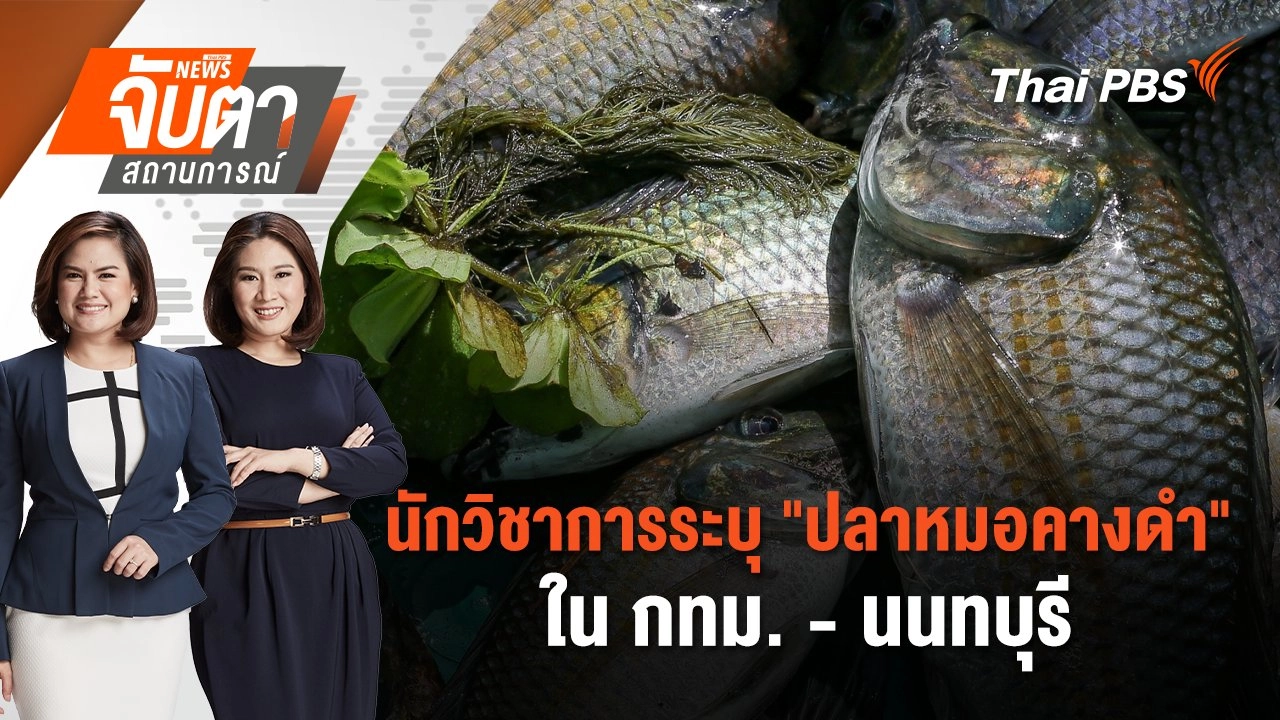 นักวิชาการระบุ "ปลาหมอคางดำ" เกินกว่าจะควบคุม | จับตาสถานการณ์ | 16 ก.ค. 67