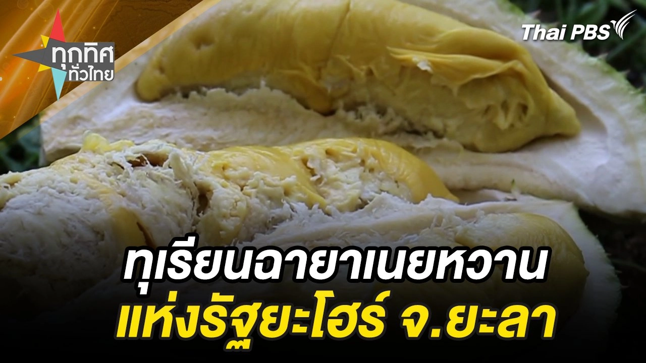 ทุเรียนฉายาเนยหวานแห่งรัฐยะโฮร์ จ.ยะลา