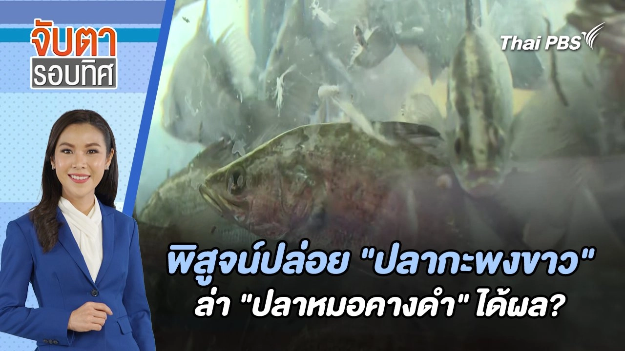 พิสูจน์ปล่อย "ปลากะพงขาว" ล่า "ปลาหมอคางดำ" ได้ผล? | จับตารอบทิศ | 19 ก.ค. 67