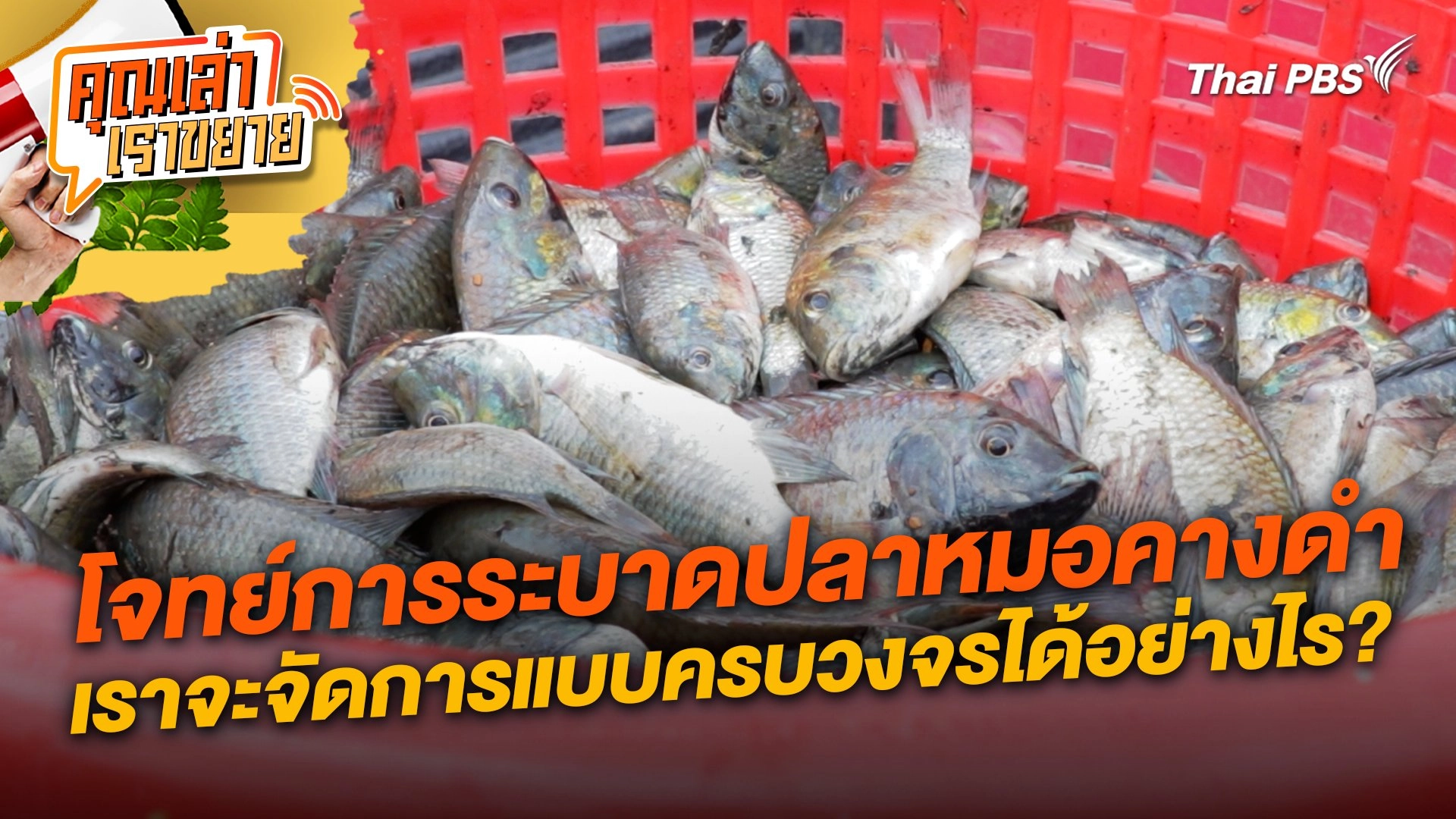 โจทย์การระบาดปลาหมอคางดำ เราจะจัดการแบบครบวงจรได้อย่างไร?