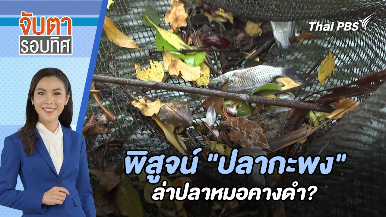 พิสูจน์ "ปลากะพง" ล่าปลาหมอคางดำ? | จับตารอบทิศ | 18 ก.ค. 67