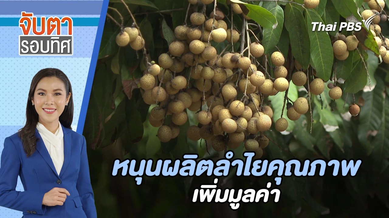 หนุนผลิตลำไยคุณภาพ เพิ่มมูลค่า | จับตารอบทิศ | 25 ก.ค. 67