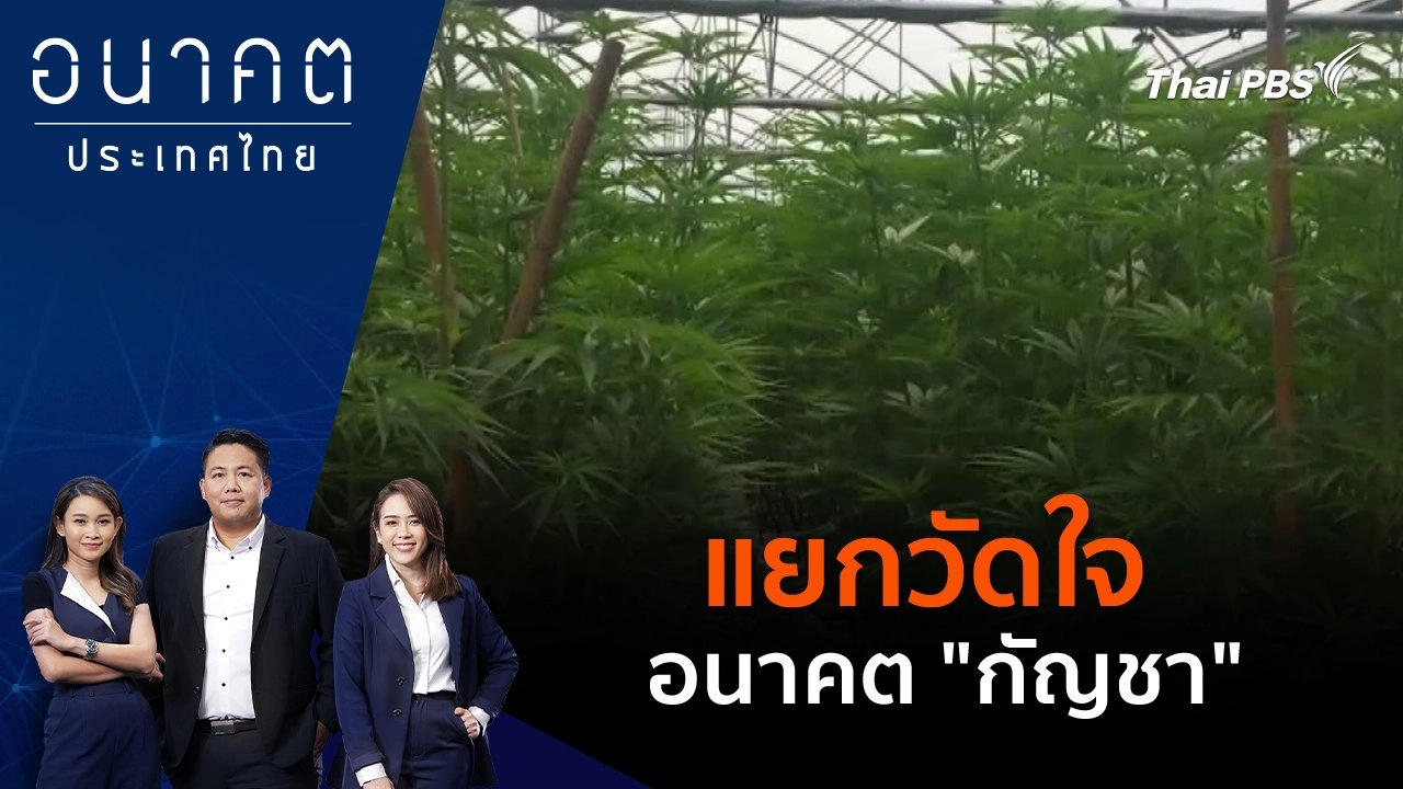 แยกวัดใจ อนาคต "กัญชา"