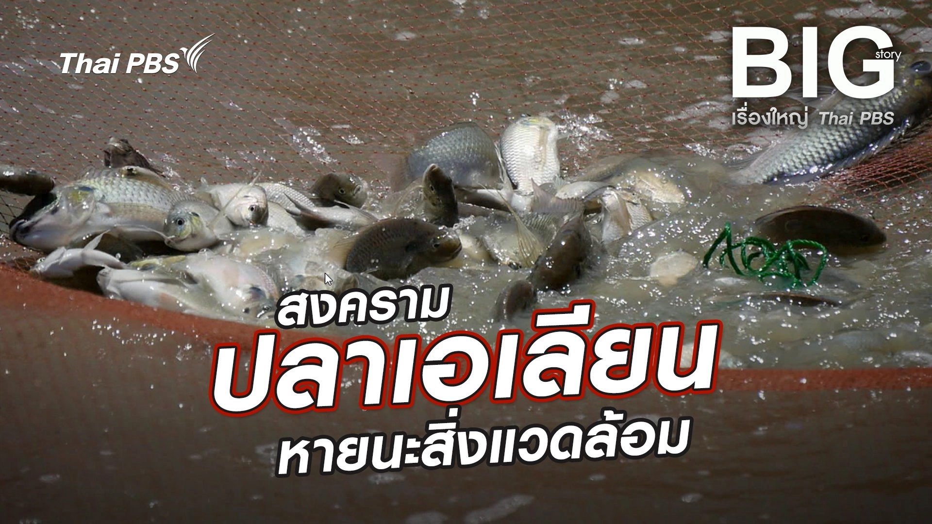 สงครามปลาเอเลียน หายนะสิ่งแวดล้อม