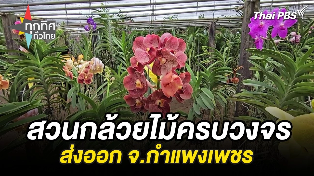 สวนกล้วยไม้ครบวงจรส่งออก จ.กำแพงเพชร