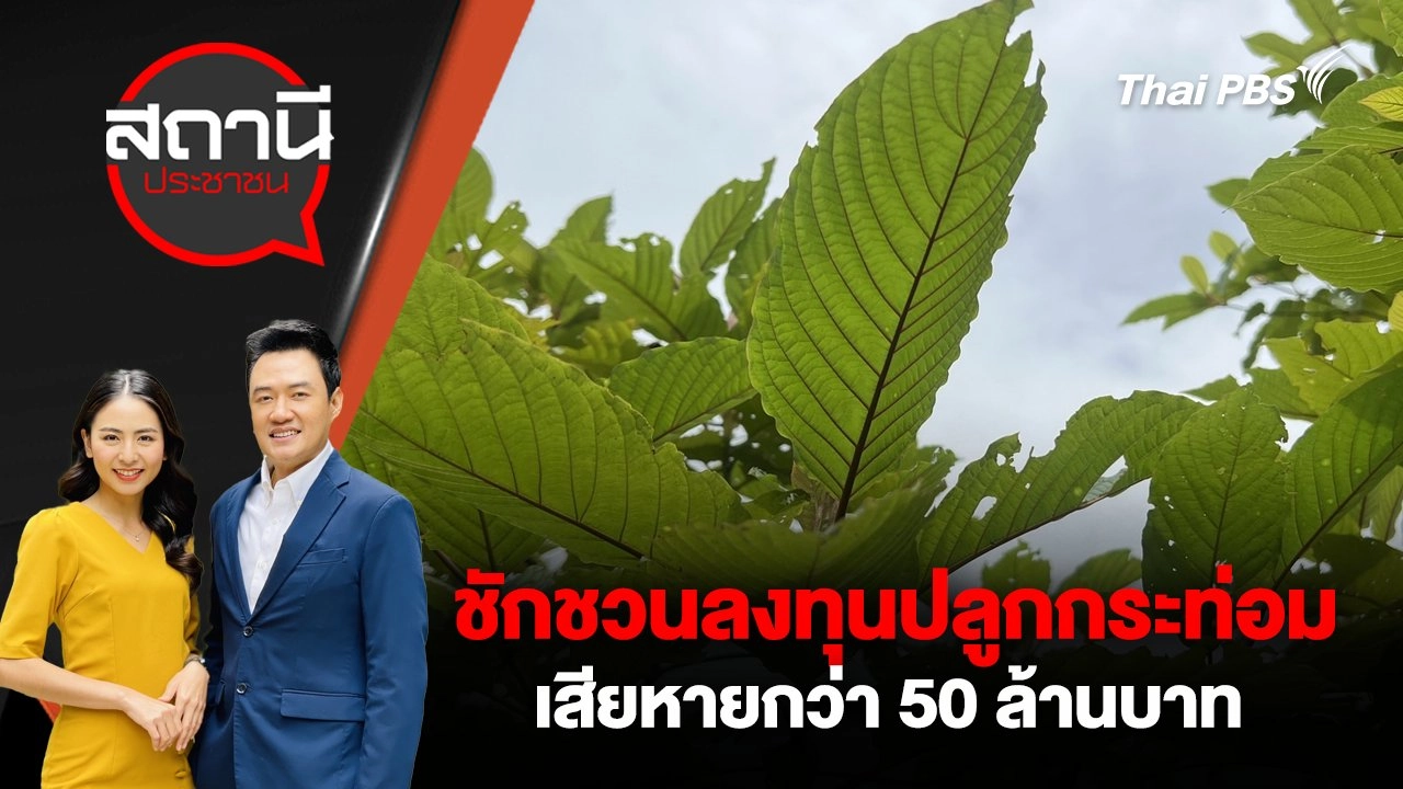 ชักชวนลงทุนปลูกกระท่อม เสียหายกว่า 50 ล้านบาท