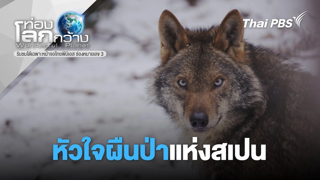 หัวใจผืนป่าแห่งสเปน