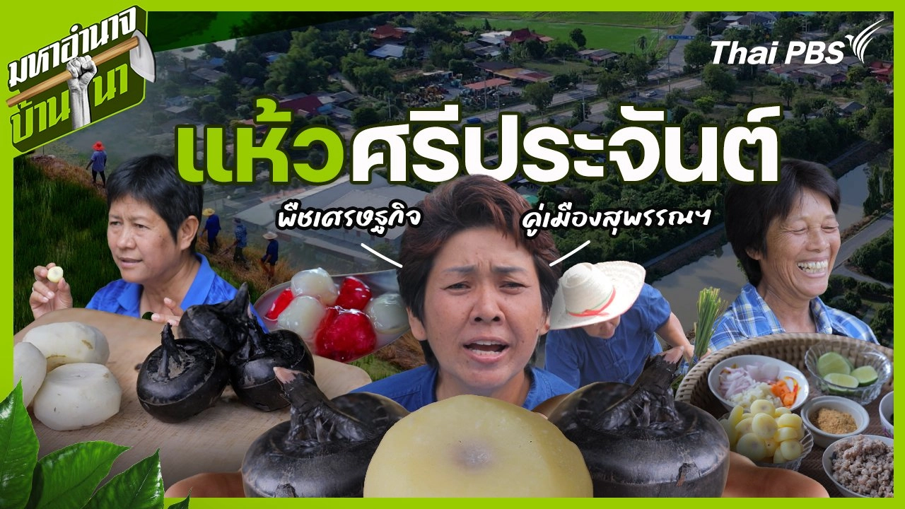 แห้วศรีประจันต์ พืชเศรษฐกิจคู่เมืองสุพรรณฯ